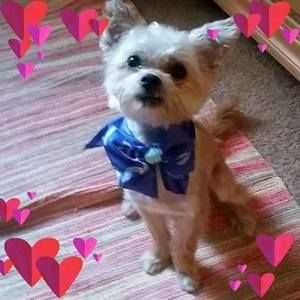 Meet your Posher, Pandora